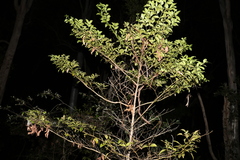 Psydrax odorata odorata