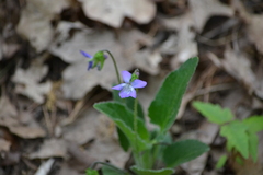 Viola fimbriatula