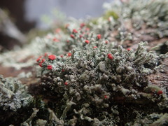 Cladonia weymouthii