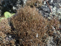 Cladonia tenerrima
