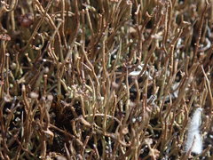 Cladonia tenerrima