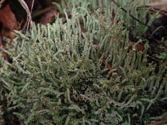 Cladonia glebosa