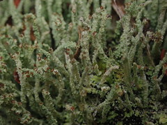 Cladonia glebosa