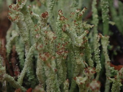 Cladonia glebosa