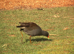 Gallinula tenebrosa