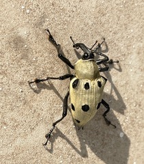 Cratosomus consularis