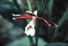 Phaius subtrilobus