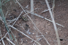 Graphipterus distinctus