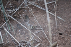 Graphipterus distinctus