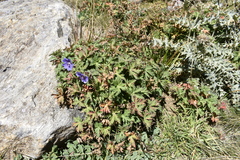 Geranium gymnocaulon