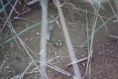 Graphipterus distinctus