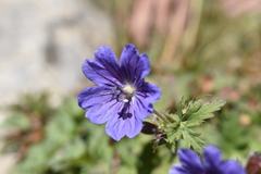 Geranium gymnocaulon
