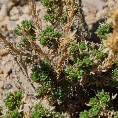 Artemisia pygmaea