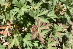 Geranium gymnocaulon
