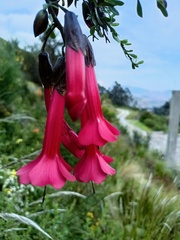 Cantua