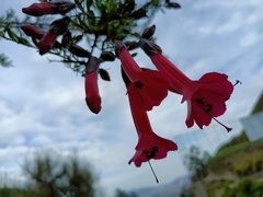 Cantua