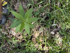 Spigelia marilandica