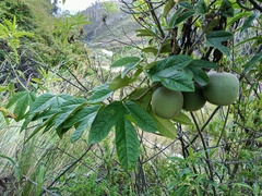 Passiflora pinnatistipula