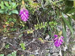 Elleanthus maculatus