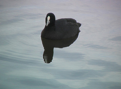 Fulica atra