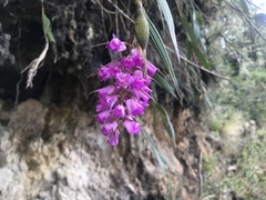 Elleanthus maculatus