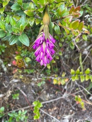 Elleanthus maculatus