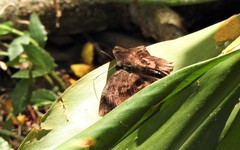 Achlyodes busirus rioja