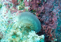 Polycitor