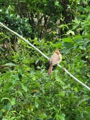 Cardinalis cardinalis image