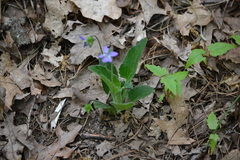 Viola fimbriatula