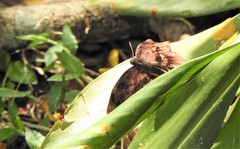 Achlyodes busirus rioja