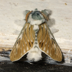 Wittinia cremor