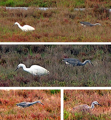 Egretta garzetta × gularis