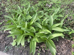 Veratrum californicum