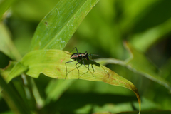 Odontocheila chrysis