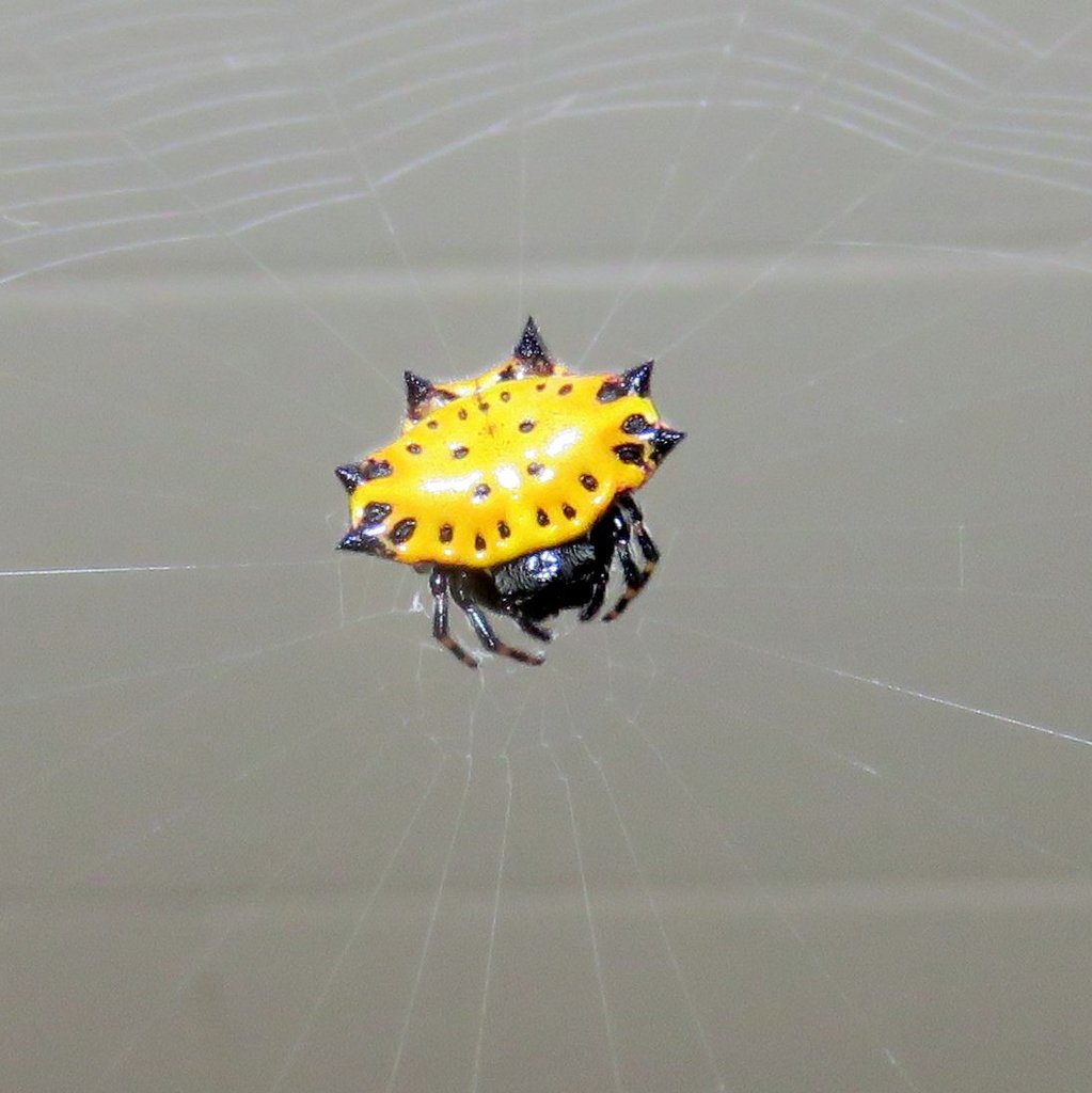 Spinybacked Orbweaver from corpus christi, tx on May 14, 2015 by Fabio ...