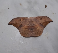 Lepidoptera