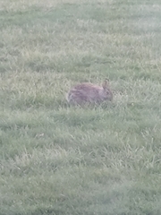 Sylvilagus floridanus