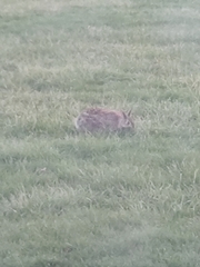 Sylvilagus floridanus