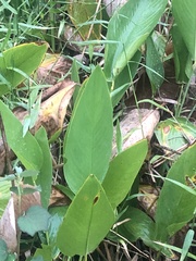 Thalia geniculata image