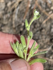 Plagiobothrys collinus fulvescens