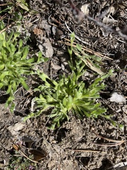 Plagiobothrys collinus fulvescens