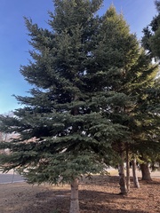 Picea pungens