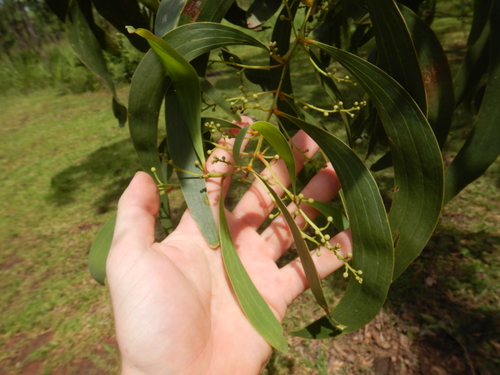 Acacia rothii observed 2022-03-02