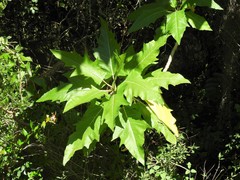 Vasconcellea quercifolia