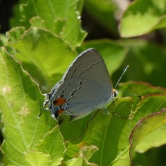 Satyrium