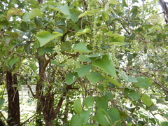 Tinospora smilacina