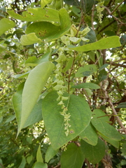 Tinospora smilacina