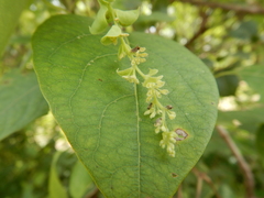 Tinospora smilacina