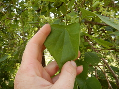 Tinospora smilacina
